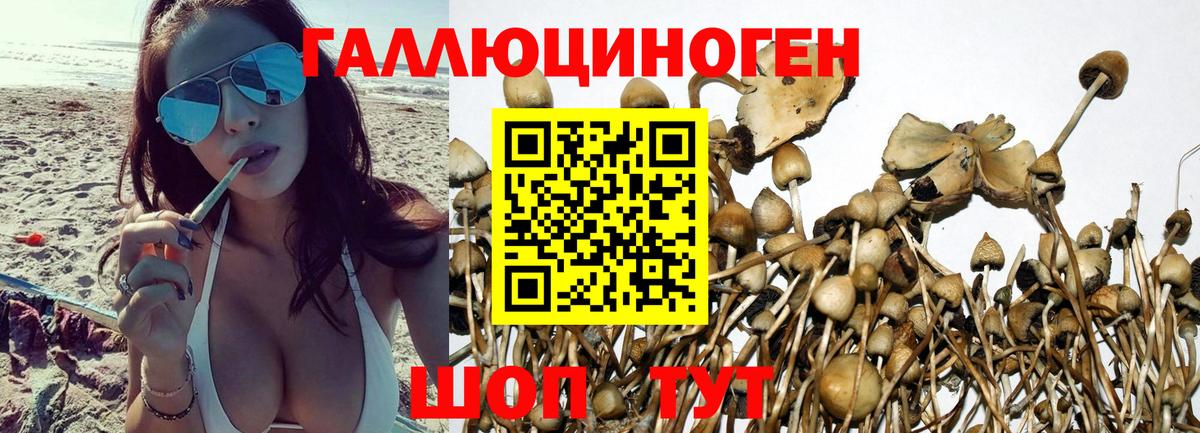 Калач-на-Дону  Галлюциногенные грибы Cubensis  Вход с VPN 